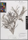 Foto von Salix eleagnos subsp. angustifolia (Cariot) Rech. f.